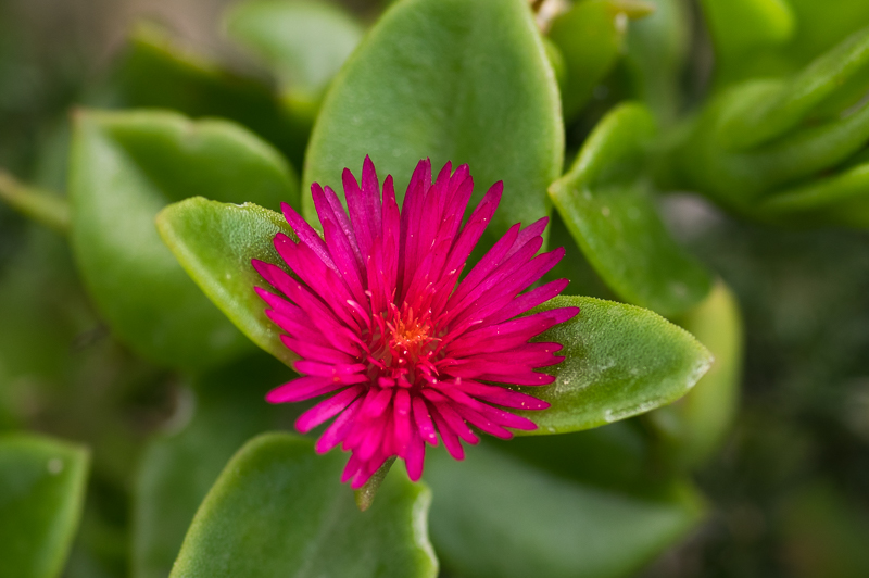 Bestimmung Von Drei Wildblumen Auf Sardinien Pflanzenbestimmung